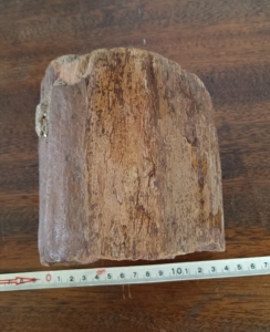 巴西树化石原石,重2.1公斤,高度14.4cm,长13cm