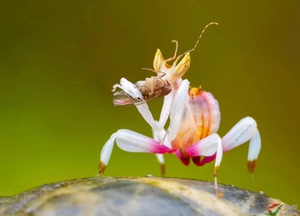兰花螳螂活体1龄–3龄