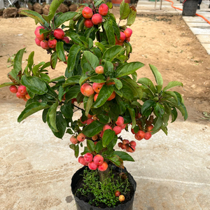 老桩盆景东红果海棠果便宜处理158一棵,粗度5公分左右,满树