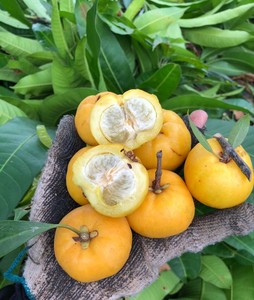 岭南山竹  黄金山竹 龙蒙子树苗 1-20年苗有货 常年不落