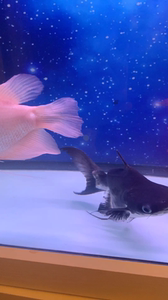 000人付款淘宝成吉思汗球鲨缩尾28厘米,体型好,能