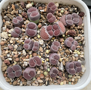 紫李夫人双头母本生石花