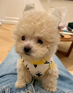 小体香槟色泰迪