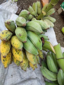 香蕉大蕉树上成熟
