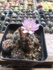 红刺罗星丸 仙人球