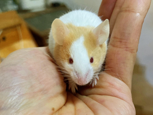自家饲养的正脸黄白色小鼠/小白鼠/缎子鼠/宠物鼠/小吱吱,大