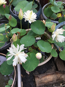 碗莲,处子落,特别丰花,能把自己开死,微型品种.全场满30包