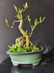 日本粉果真弓盆景 桃叶卫矛熟桩  盆养多年,为保证时效我们全