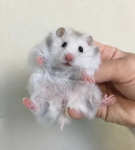长毛金丝熊仓鼠 长毛纯银.长毛奶牛.长毛杂银.长毛米熊.长毛
