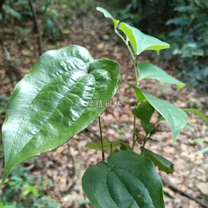 菝葜金刚藤苗盆栽地栽绿植现挖野生新鲜硬饭头菝葜头中药材苗易活