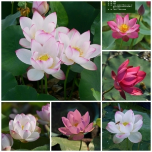 碗莲杯苗带花苞 水芸羞 朱华媚 从珂 小仙子 白衣仙子 火红