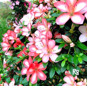 日本皋月杜鹃 花瓶 鹃之舞  红牡丹 八尺之镜翠扇  水星