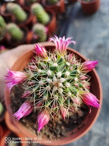 红花锦丸,侧芽自根,五元一棵,三颗包邮非偏远.拍一棵不联系本