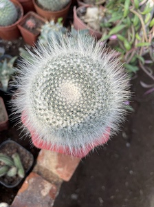 长毛玉翁仙人球