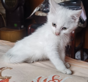 土耳其安哥拉猫最古老的我品种,自家养的.,烟台芝罘区自提