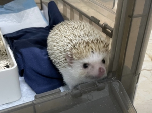 非洲迷你刺猬平托