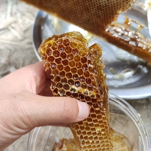 新疆野生沙枣蜜沙枣花蜜蜂蜜2斤装