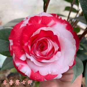 【顺丰包邮】稀有名贵吉普赛女郎原生大红花茶花盆栽室内白底阳台