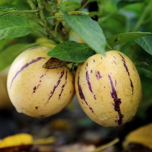 正宗圆果人参果苗超甜人参果四季盆栽阳台带土人参果树秧苗根系旺