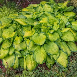玉簪鳄梨沙拉庭院阳台耐阴耐寒好养多年生植物
