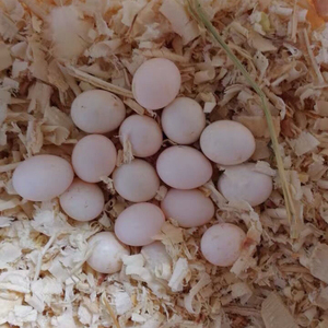 鹦鹉蛋受精鸟蛋