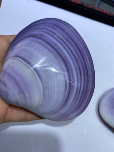紫贝壳公益图片