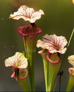 摩尔瓶子草|h113 mk s. x moorei "adr