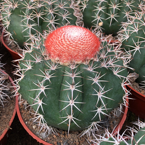 超大层云仙人球直径16厘米左右云朵6到7厘米感兴趣的话点"我