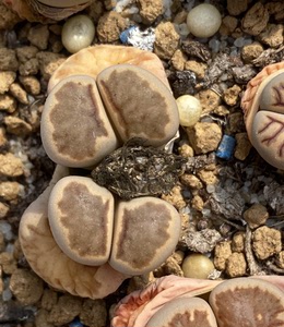 菊纹章母本双头带种夹生石花屁股多肉植物