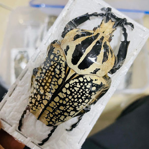 85mm白纹大王花金龟go标本27