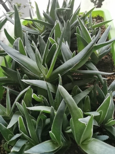 银芳锦芦荟半价出手,5元一棵,20棵起卖,银芳锦芦荟aloe