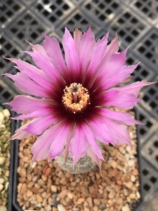 折墨虾实生鹿角株属仙人球