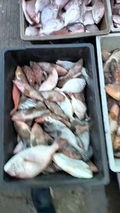 各种海杂鱼品种多多，喜欢来撩，价格实惠