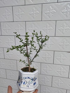 一物一拍迎春花甘肃小叶老桩盆景盆栽素材开花爆皮根艺阳台办公室