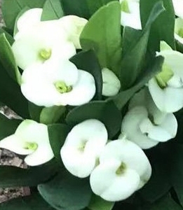 铁海棠白色浆图片