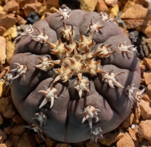 同款货源黄可可1027淘宝#仙人球#天平丸,裸萼,籽播实生2人付款45.