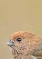 收 黄腾鸟-猴头鸟 大量