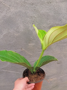 荷兰进口宝莲灯小苗福利,全网最低价,大部分都是四叶一芽苗,小