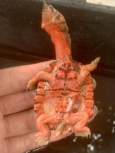 玛塔龟红玛塔枯叶龟观赏龟漂亮稀有宠物龟乌龟