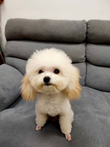 67同款货源嘉博舰旗店淘宝香槟奶白色泰迪贵宾专用狗狗沐浴露杀菌