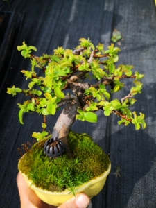 日本进口花梨盆景果树盆景一手托