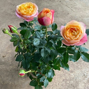 新品欧洲大花型系列玫瑰(美人)四季开花月季阳台庭院花卉植物