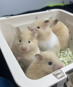 (55一只长毛熊宝包邮到家)长毛金丝熊家养小仓鼠仓鼠宠物繁殖