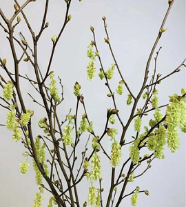 耳坠花|广州鲜花干枝水养开花室内水养鲜花日常插花送礼批发