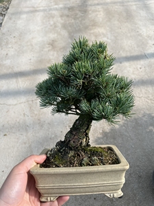 日本金针大阪松