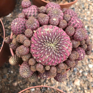 080人付款淘宝多肉植物 日本品种红丽丸实生仙人球 图1无刺 易养 稀少