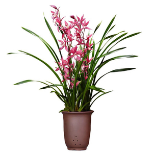 特价4苗墨兰紫元素兰花不带花苞