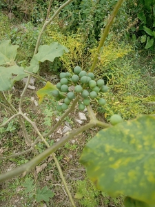 福建特产野生苦子新鲜小苦子果苦茄撒苤苦水苦果油煎金纽扣山颠茄
