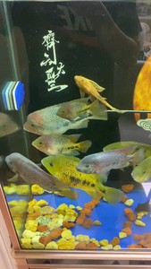 美鲷新金元宝，新金火口鱼，紫红火口鱼