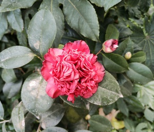 传统茶花品种，狮子笑。深红色，花径7-10㎝，托桂型至牡丹型
